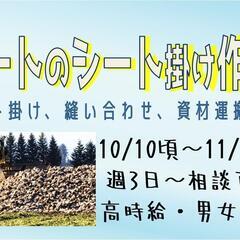 【短期】ビートのシート掛け作業〈美幌〉
