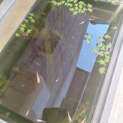 メダカ15匹の画像