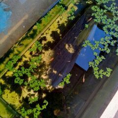 メダカ15匹の画像