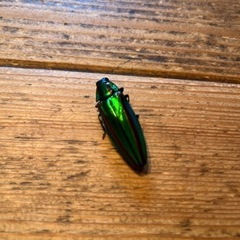 タマムシ　玉虫　標本　2個