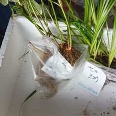 セキショウ、ツルニチニチソウ　いかがでしょうか？