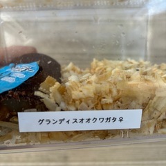  グランディスオオクワガタ
　メス