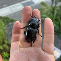  グランディスオオクワガタ
　メスの画像