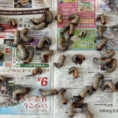 【国産カブトムシ幼虫】お譲りします><の画像