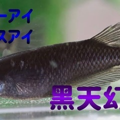 好評につき再入荷　黑天幻龍　ブルーアイ　アースアイ