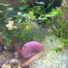 【取引中】ラムズホーン