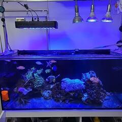 海水魚　リーファー350 水槽　内容説明更新してます！