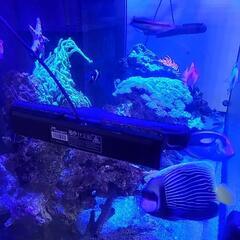 海水魚　リーファー350 水槽　内容説明更新してます！の画像