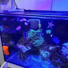 海水魚　リーファー350 水槽　内容説明更新してます！の画像
