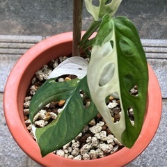マドカズラの斑入り