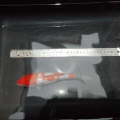 錦鯉