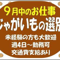 【短期☆9月中のお仕事】じゃがいもの選別〈北見〉