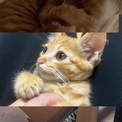 茶トラ、茶×白の子猫