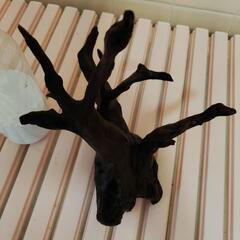 アク抜き済み 流木の画像