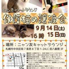 【札幌】ニャン友キャットラウンジ保護猫の譲渡会〈9/14～15〉の画像