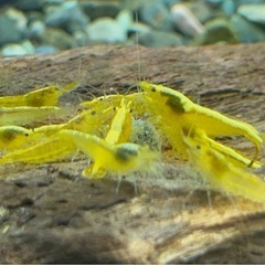 ストライプシュリンプ 10匹の画像