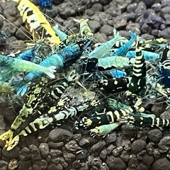 シュリンプ　ブラックギャラクシーフィッシュボーン　