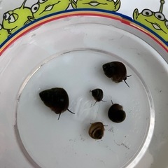 ヒメタニシ 赤ちゃん5匹セット