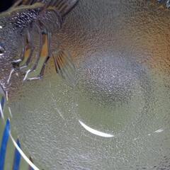 ガラス皿の画像