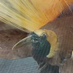 ［八4660］〈中古品〉ニューギニア産　剥製　オオフウチョウ　別名　極楽鳥　ケース寸法　幅625㎜ 奥行き476㎜ 高さ804㎜ の画像