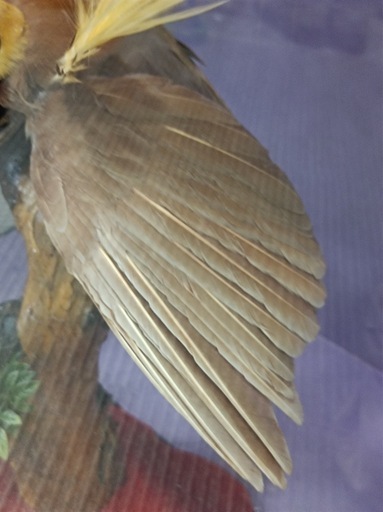 ［八4660］〈中古品〉ニューギニア産　剥製　オオフウチョウ　別名　極楽鳥　ケース寸法　幅625㎜ 奥行き476㎜ 高さ804㎜ 
