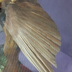 ［八4660］〈中古品〉ニューギニア産　剥製　オオフウチョウ　別名　極楽鳥　ケース寸法　幅625㎜ 奥行き476㎜ 高さ804㎜ の画像