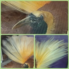 ［八4660］〈中古品〉ニューギニア産　剥製　オオフウチョウ　別名　極楽鳥　ケース寸法　幅625㎜ 奥行き476㎜ 高さ804㎜ の画像