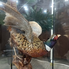 ［八4661］〈中古品〉剥製　キジ　土台の枠が外れる箇所あり（緑のテープ部分）黄色のテープは抑える為に貼っています。の画像