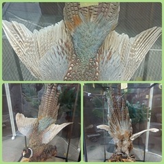 ［八4661］〈中古品〉剥製　キジ　土台の枠が外れる箇所あり（緑のテープ部分）黄色のテープは抑える為に貼っています。の画像
