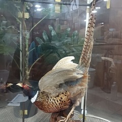 ［八4661］〈中古品〉剥製　キジ　土台の枠が外れる箇所あり（緑のテープ部分）黄色のテープは抑える為に貼っています。の画像