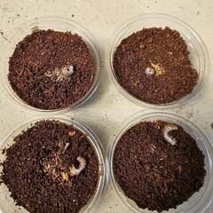 オオクワガタ幼虫①能勢YG血統　４頭