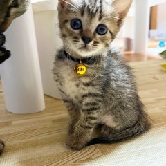 メスネコちゃん(保護)