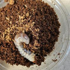 オオクワガタ幼虫④能勢YG血統　３頭の画像