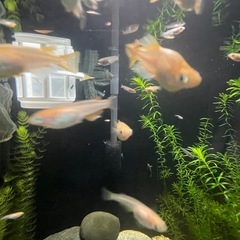 楊貴妃メダカ✳︎格安