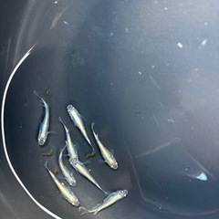 燐光めだか8匹の画像