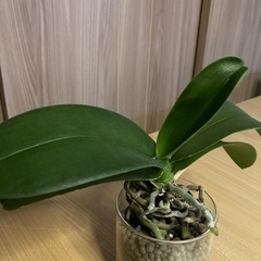 胡蝶蘭　株のみ300円の画像