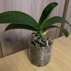 胡蝶蘭　株のみ300円