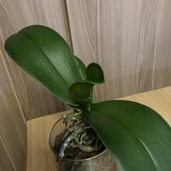 胡蝶蘭　株のみ300円の画像