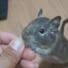 デグー♂ 3才