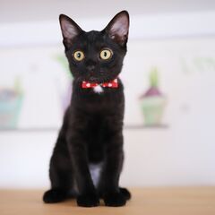 「里親決定」超美人な子猫☆お目目くりくりの黒猫女子