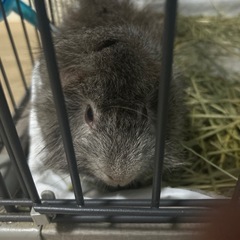 可愛いデグーとモルモット