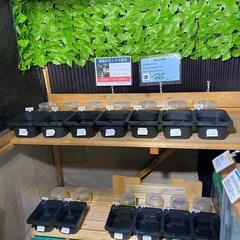 【厚木モモナメダカ】改良メダカ販売！
