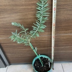 ブルーブッシュ　ミモザ（6号）を420円で売ります
