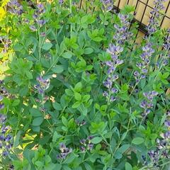 バプティシア（ムラサキセンダイハギ）◇庭木 植木
