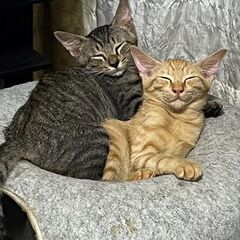 in春日井市☆子猫が沢山！保護猫をオウチに迎えよう☆2024年9...