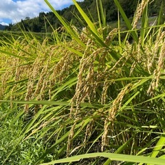 終了！令和5年但馬　香美町産コシヒカリ(玄米30kg) 