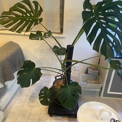 モンステラ　観葉植物　