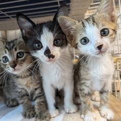 in岡崎市☆子猫たくさん！保護猫をオウチに迎えよう☆2024年9...