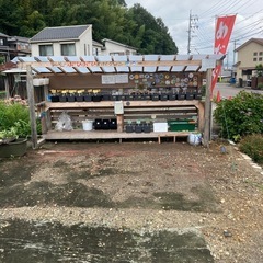 メダカ無人販売☆9/6〜16まで！！