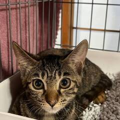 in江南市☆子猫たくさん！保護猫をオウチに迎えよう☆2024年9...
